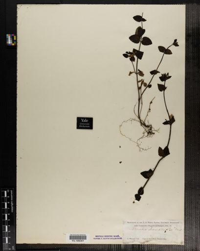 Plantae