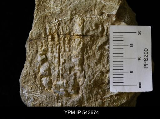 Zeacrinites?