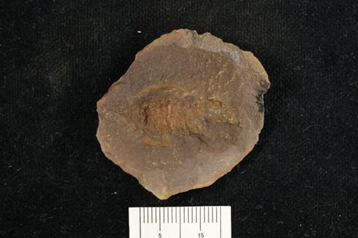 Pygocephalus gracilis