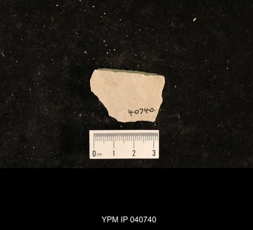Ephemeroptera