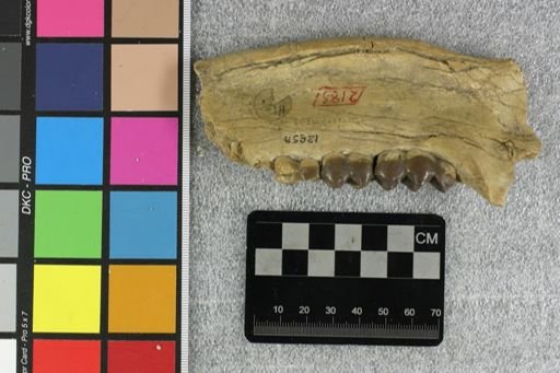 Agriochoerus?