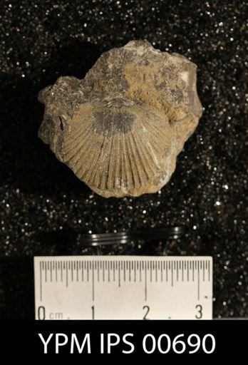Dinorthis pectinella