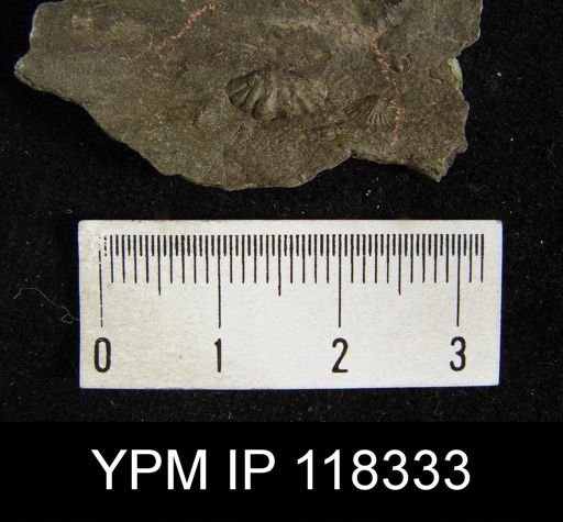 Delthyris crispa