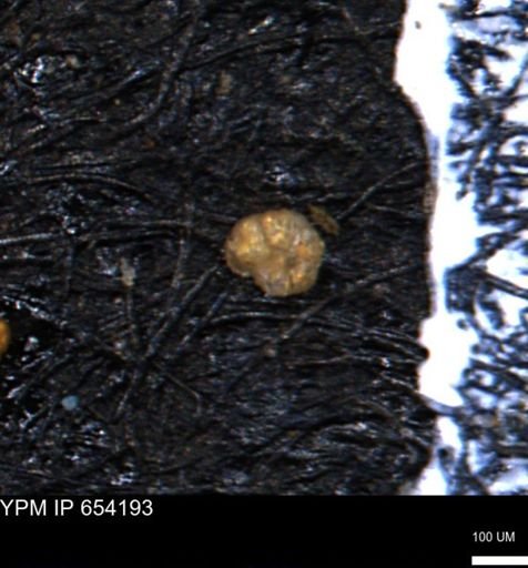Haplophragmoides uniorbis