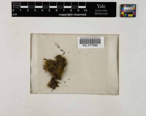 Plantae