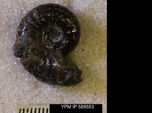 Hoploscaphites comprimus