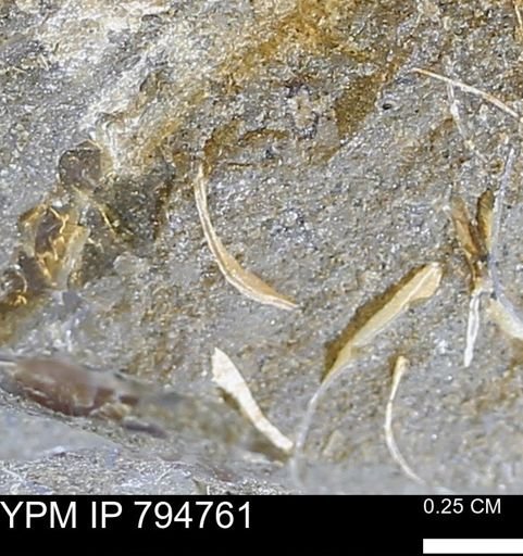 undet. Bivalvia