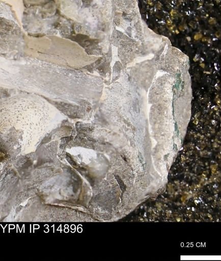 undet. Mollusca