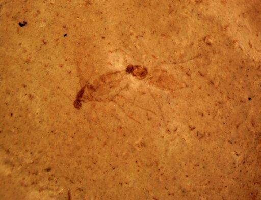 undet. Diptera