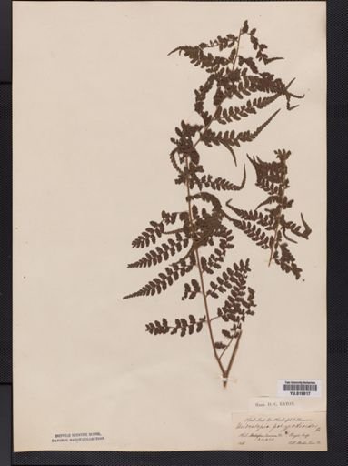 Microlepia