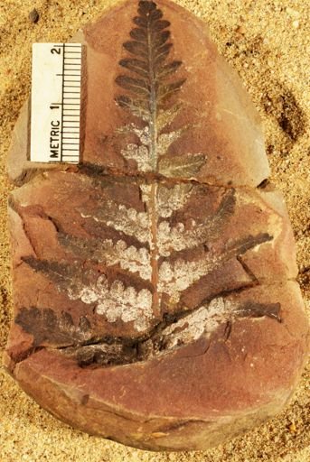 Pecopteris