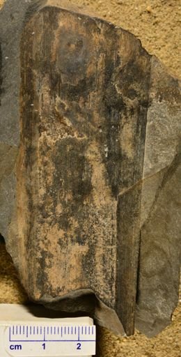 Calamites