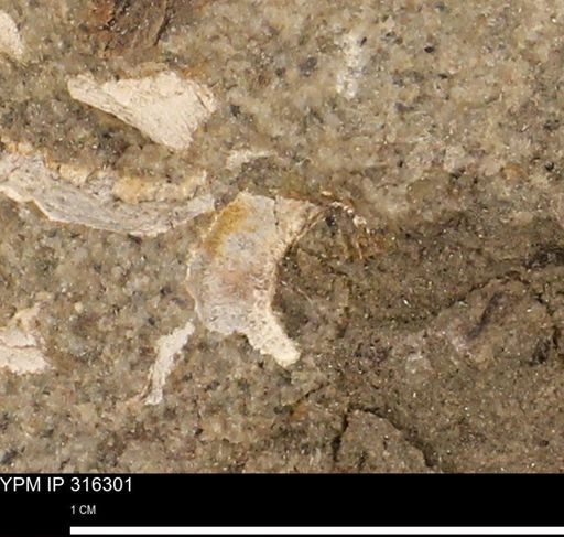 undet. Mollusca