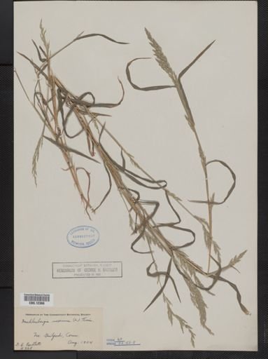 Muhlenbergia mexicana