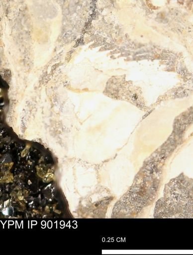 undet. Mollusca