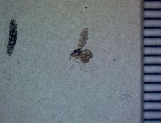 undet. Diptera