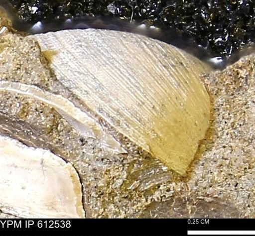 Protocardia sp.