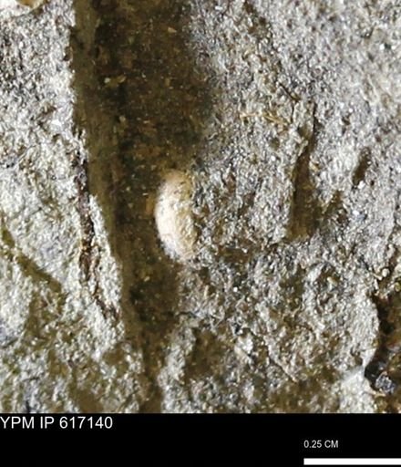 undet. Mollusca
