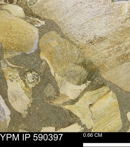 Protocardia?