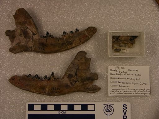 Arfia shoshoniensis