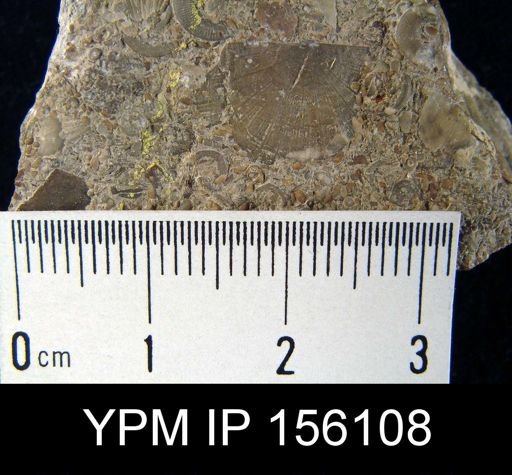 Strophomena antiquata prinstana