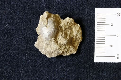 Marginifera wabashensis