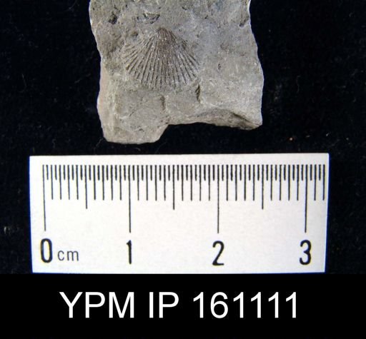 Dalmanella testudinaria