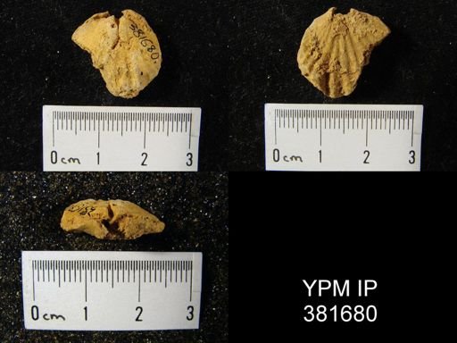 Eatonia medialis