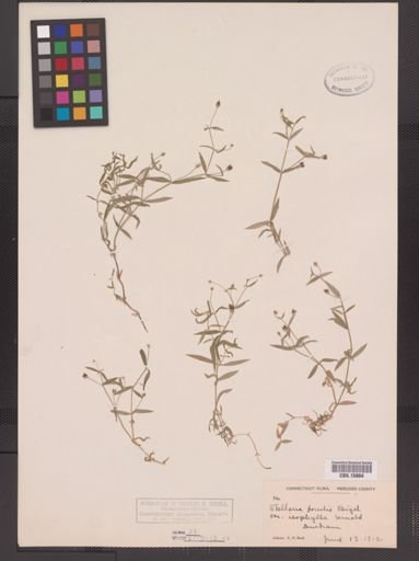Stellaria calycantha