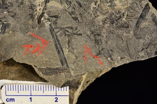 Annularia