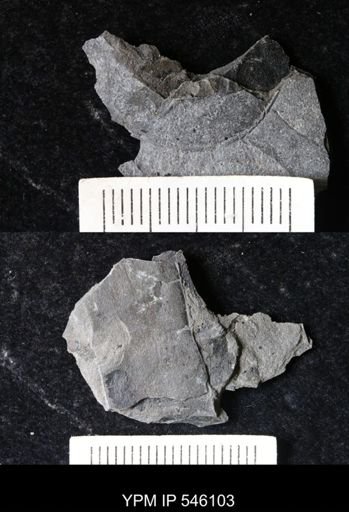 undet. Eurypterida