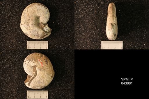 Hoploscaphites nicolletii
