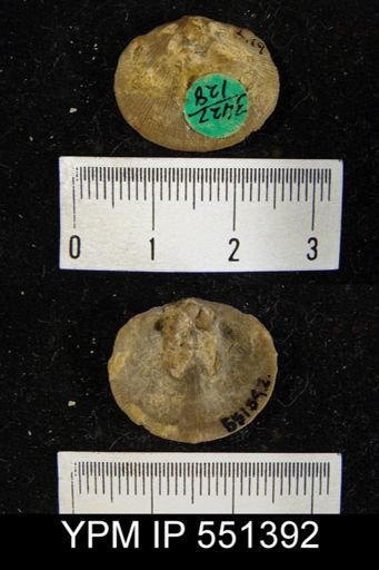 Levenea subcarinata
