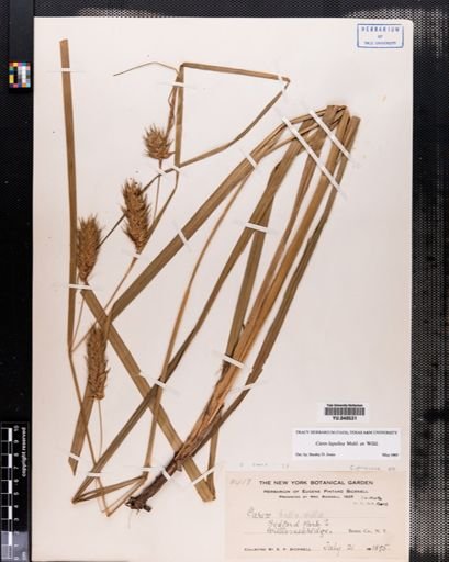 Carex lupulina