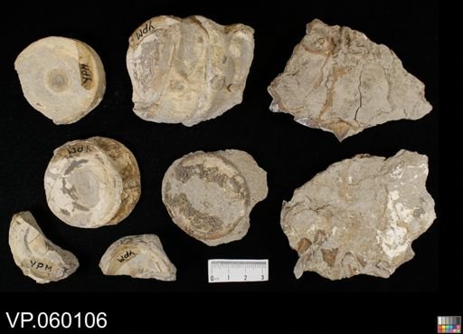 Squalicorax sp.