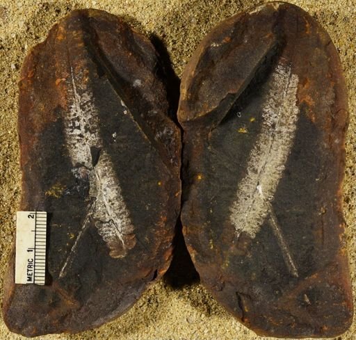 Pecopteris sp.