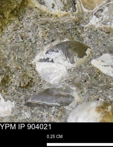 Corbulamella sp.