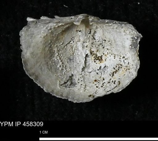Chonetes mucronatus