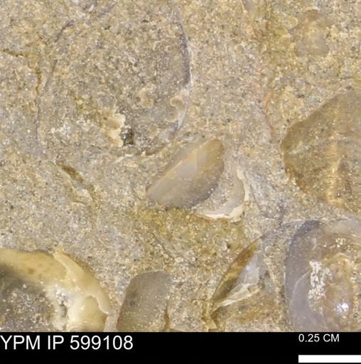 undet. Bryozoa