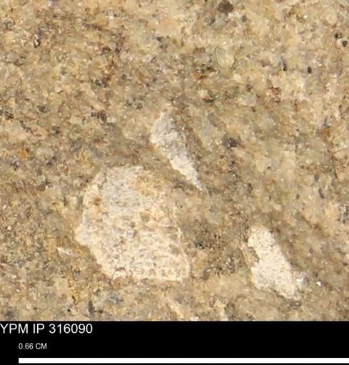 undet. Mollusca