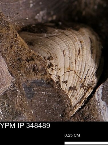 undet. Bivalvia
