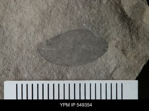 undet. Eurypterida