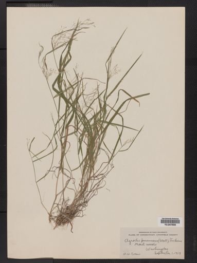 Agrostis perennans