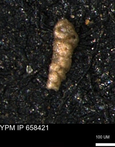 Verneuilinoides kansasensis