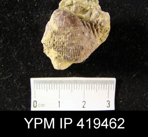 Linoproductus?