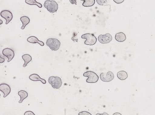 Apis mellifera