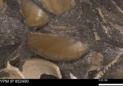 Limopsis striatopunctatus