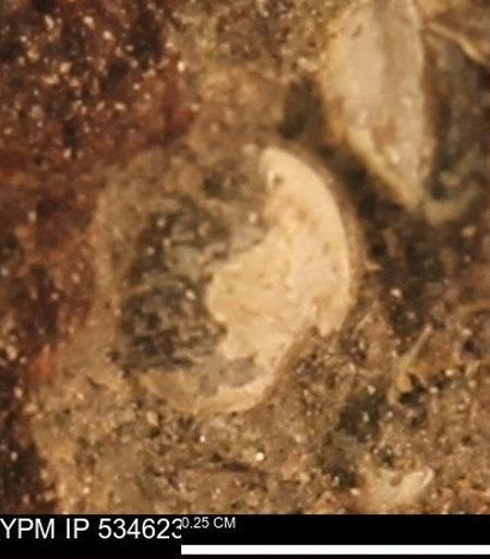 Protocardia subquadrata