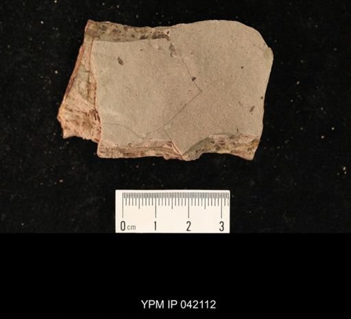 undet. Hymenoptera
