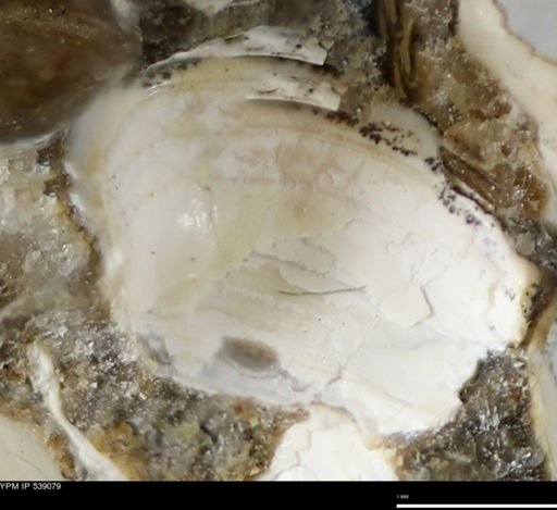 Corbulamella gregaria